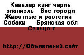 Кавалер кинг чарль спаниель - Все города Животные и растения » Собаки   . Брянская обл.,Сельцо г.